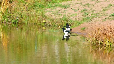 Saksağan temiz bir gölette banyo yapar.