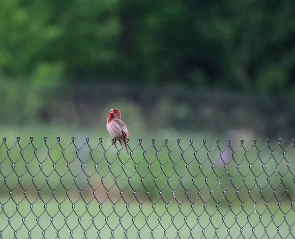 Carpodacus Erythrinus Est Assis Sur Une Clôture Sous Pluie — Photo