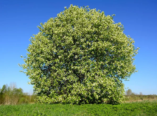 Albero Acacia Fiore Sotto Forma Palla — Foto Stock