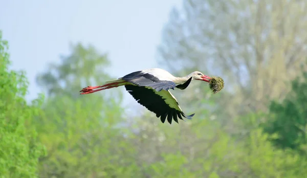 Une Cigogne Transporte Des Matériaux Pour Construire Nid — Photo