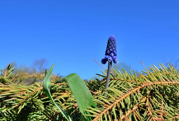 Spring Flower Grape Hyacinth Muscari Armeniacum Green Sunny Meadow — Stock Photo, Image