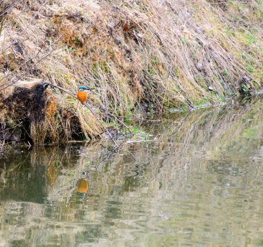 Avrasya kralbalıkçısı (