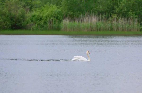 Білі Лебеді Відпочивають Ставку — стокове фото