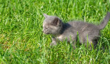 Küçük kedi yavrusu yeşil çimlerde koşar.