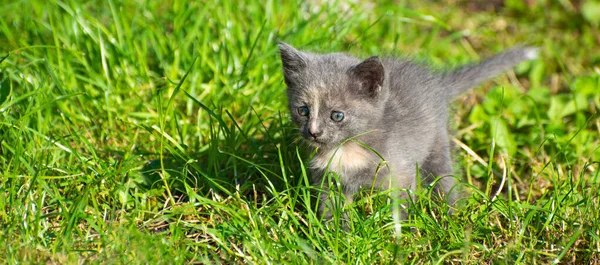 Pequeno Gatinho Corre Grama Verde — Fotografia de Stock