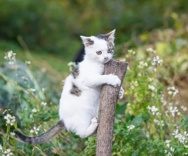 Mały Kotek Wspiął Się Patyk — Zdjęcie stockowe
