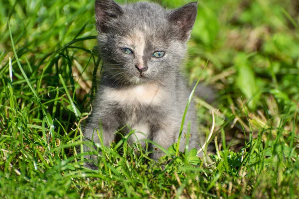 Little kitten with kind eyes