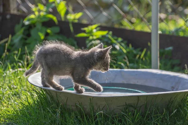 Pequeno Gatinho Caminha Longo Borda Pelve — Fotografia de Stock