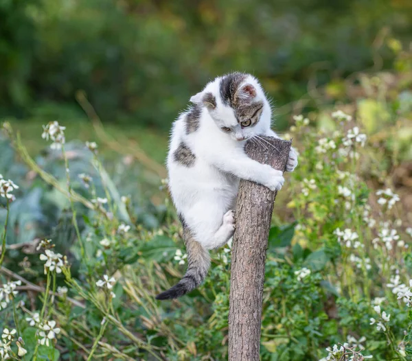 Kleines Kätzchen Kletterte Auf Stock — Stockfoto