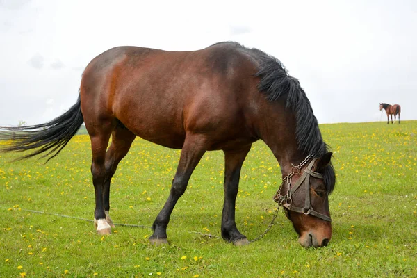 Cavalo Adulto Pasto Verão — Fotografia de Stock