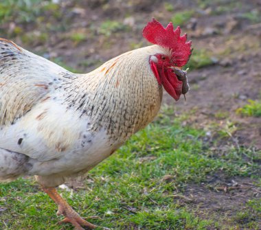 Gagasında fare olan ev yapımı bir horoz.