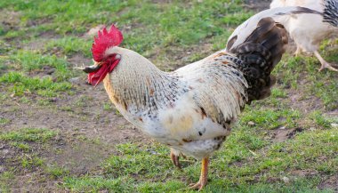 Gagasında fare olan ev yapımı bir horoz.