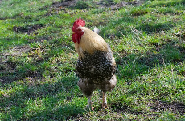 Bellissimo Gallo Rurale Sull Erba — Foto Stock