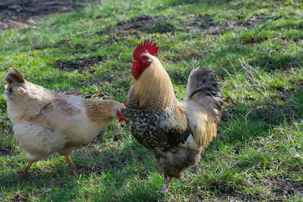 Hahn Und Huhn Spazieren Der Natur — Stockfoto