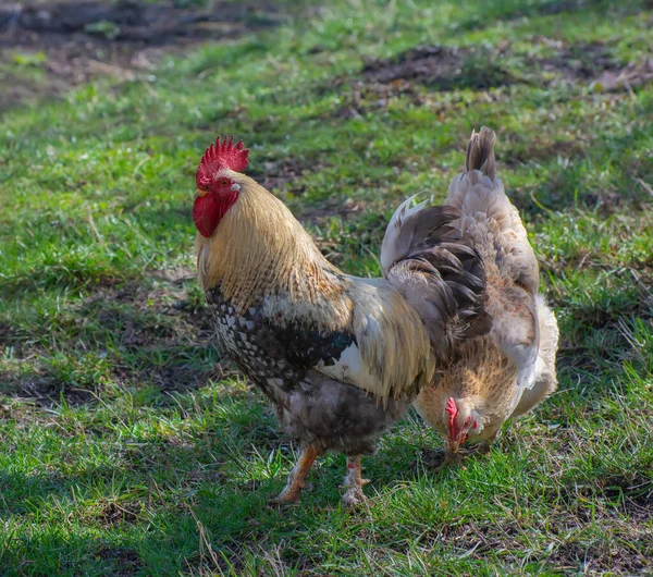 Tupp Och Kyckling Promenad Naturen — Stockfoto