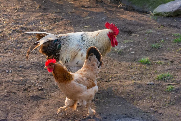 Hahn Und Huhn Spazieren Der Natur — Stockfoto
