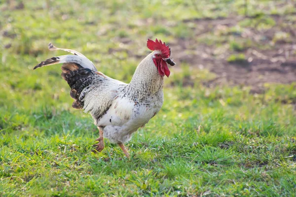 Rurale Fatto Casa Cazzo Con Mouse Suo Becco — Foto Stock