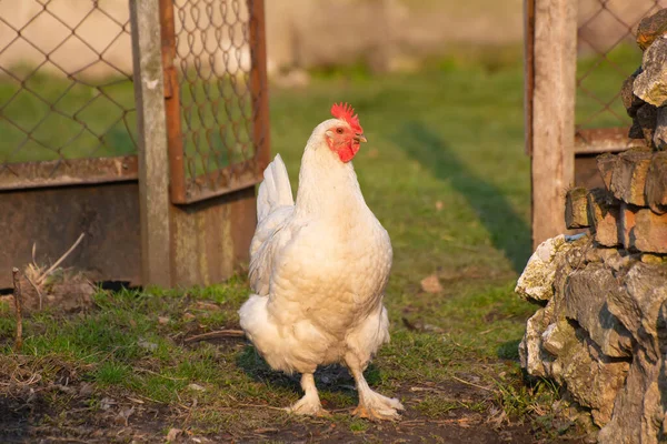 庭を歩く白い家庭用鶏 — ストック写真