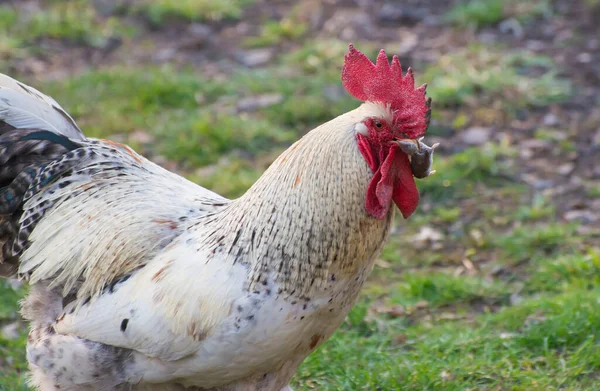 Vidéki Házi Kakas Egérrel Csőrében — Stock Fotó