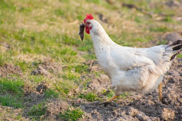 Lantlig Hemlagad Kyckling Med Mus Näbben — Stockfoto