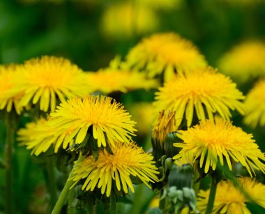 Açık alanda sarı karahindiba