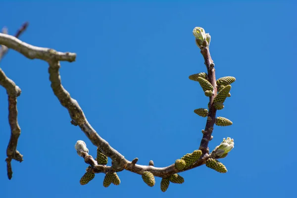 Kwitnący Orzech Włoski Niebie — Zdjęcie stockowe