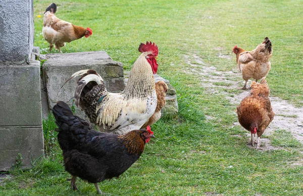 Large Rural Cock Hens — Stock Photo, Image