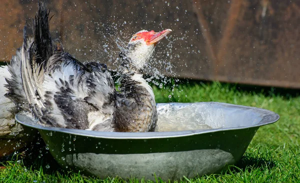 Musky Duck Bathes Basin Water Splashes Cairina Moschata — Stock Photo, Image