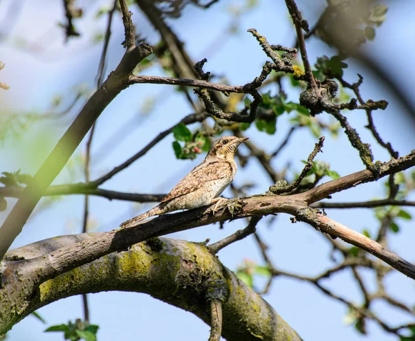 Vertichoke Common Vertichoke Bird Woodpecker Family Jynx Torquilla — Stock Photo, Image