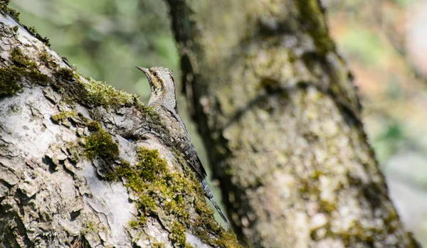 Vertichoke Vagy Közönséges Vertichoke Egy Madár Harkály Családból Jynx Torquilla — Stock Fotó