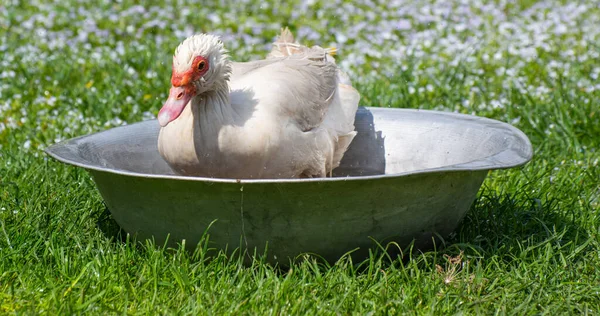 Musky Duck Bathes Drake Water Procedures Cairina Moschata — Stock Photo, Image