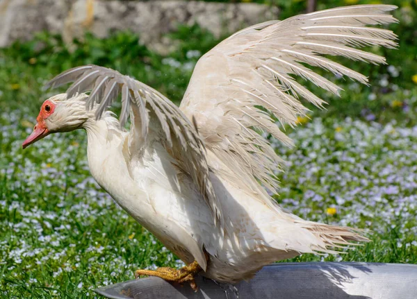 Piżmowa Kaczka Kąpie Drake Procedury Wodne Cairina Moschata — Zdjęcie stockowe