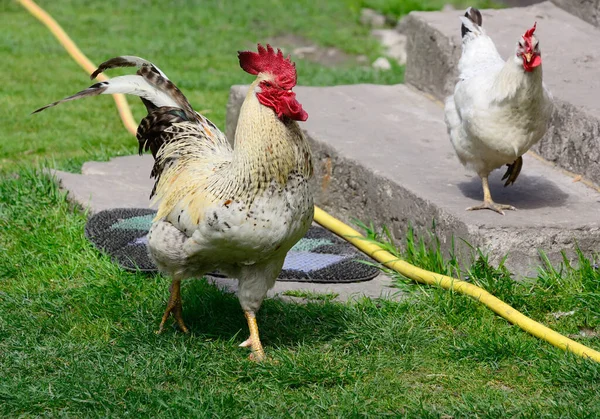 Großer Ländlicher Hahn Mit Hühnern — Stockfoto