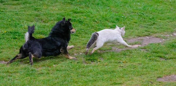 Gato Cão Correm Destilação Fotografia De Stock