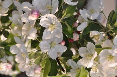 elma ağacının beyaz çiçekleri