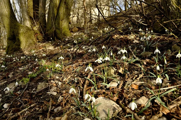 Gotas Neve Florescendo Primavera Floresta — Fotografia de Stock