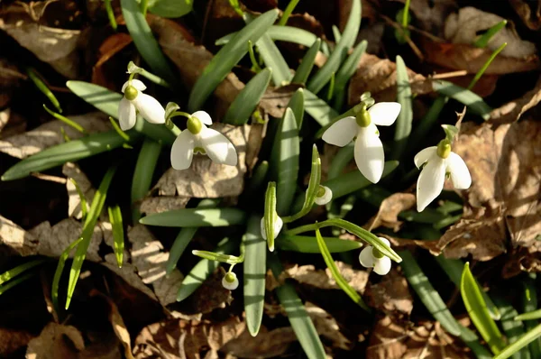 Gotas Neve Florescendo Primavera Floresta — Fotografia de Stock