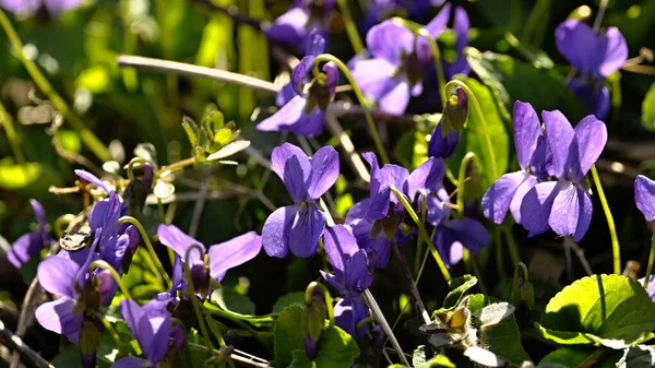 Flores Violetas Azuis Floresta — Fotografia de Stock