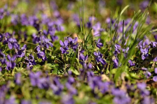 Flores Violetas Azuis Floresta — Fotografia de Stock