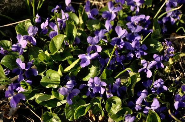 Violetas Azuis Primavera — Fotografia de Stock