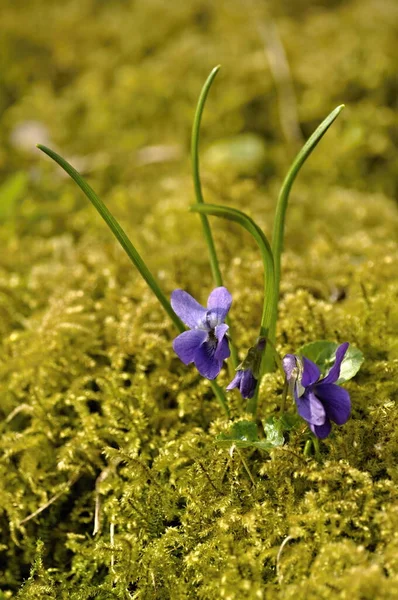 Сині Фіолетові Квіти Моху — стокове фото