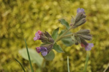 İlkbaharda ormanda akciğerotu.