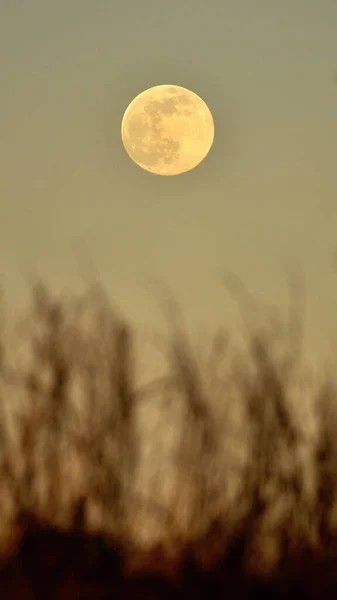 Full Moon Grass — Stock Photo, Image