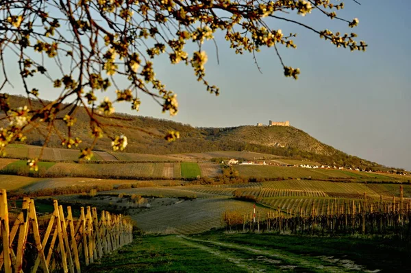 Гора Палава Виноградник Весной — стоковое фото