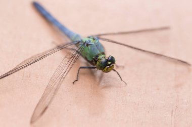 Büyük mavi bir yusufçuk dinleniyor.