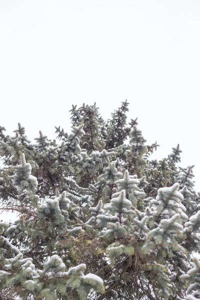 Perspective shot of a pine tree during Winter in Michigan