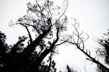 Bulutlu gökyüzü arka plan üzerinde siyah ağaçlar 