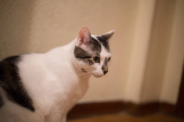 Portrait White Cat Green Eyes Home — Stock Photo, Image