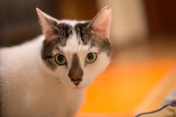 家に緑目の白猫の肖像画 — ストック写真