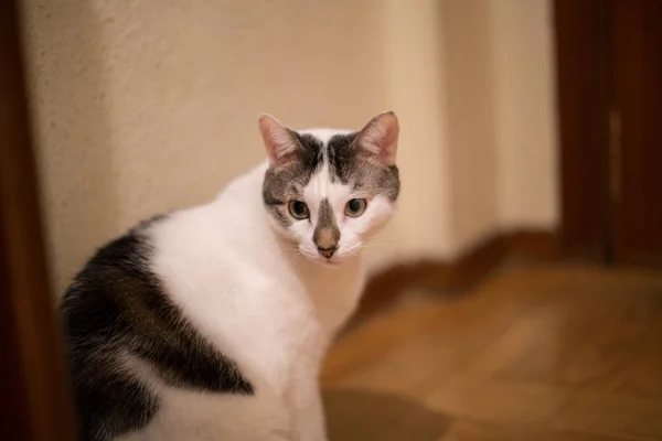 Portrét Bílá Kočka Zelenýma Očima Doma — Stock fotografie